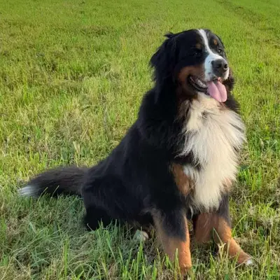 Berner Sennenhunde vom Geildorfer Bach – Bernese Mountain Dog Züchter, Rhineland-Palatinate