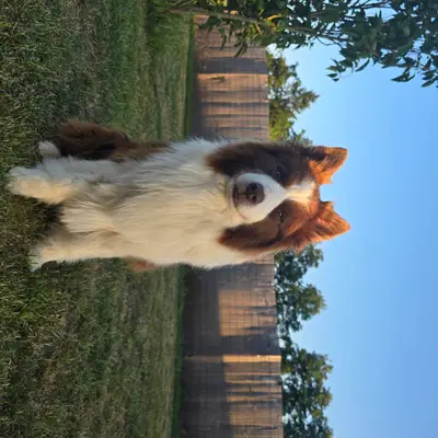 Border Collie Zucht "of Old Hemp" – Border Collie Züchter, Bayern