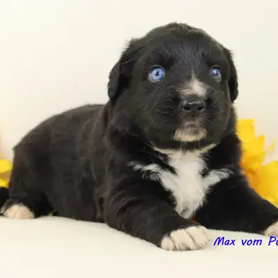 Max