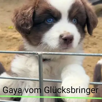 Gaya