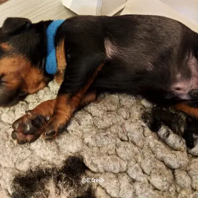 Zucht Ende  – Manchester Terrier Züchter, Deutschland
