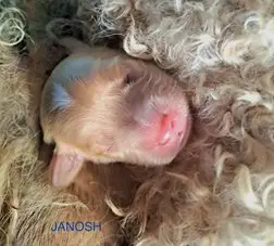 Filhote de uma ninhada anterior: Juna