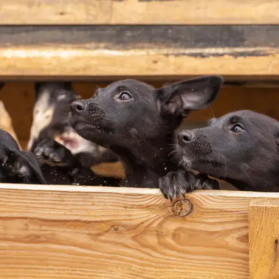 Puppy's als handelswaar