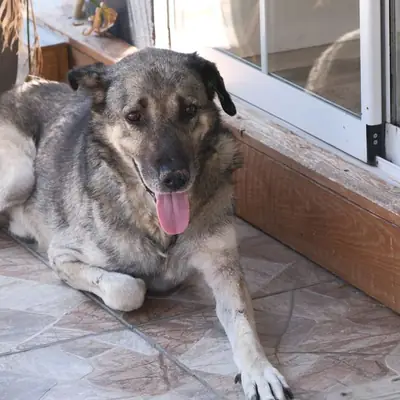 How Often to Deworm a Dog: Schedules & Facts