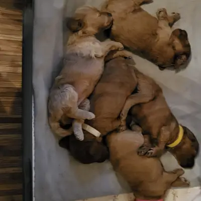 Litter photo