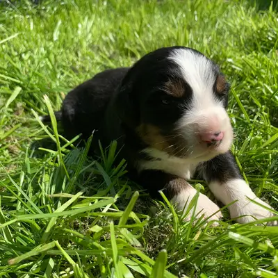 Gaius