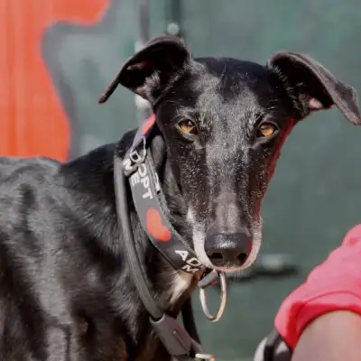 Adan, Tierheim Proa Madrid