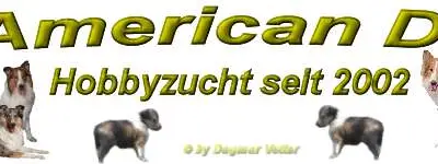 Collies from Big American Dream cover