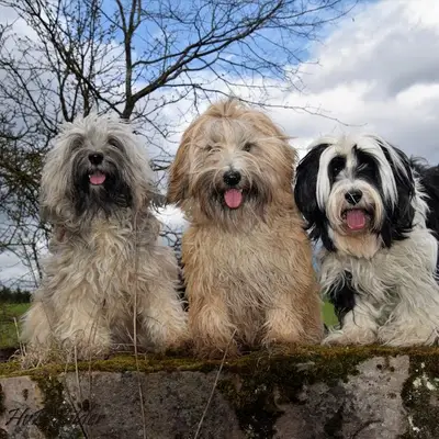 "Tingsha"  Tibet Terrier von Unterfranken – Tibetan Terrier Züchter, Bavaria