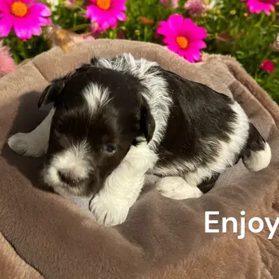 Enjoy