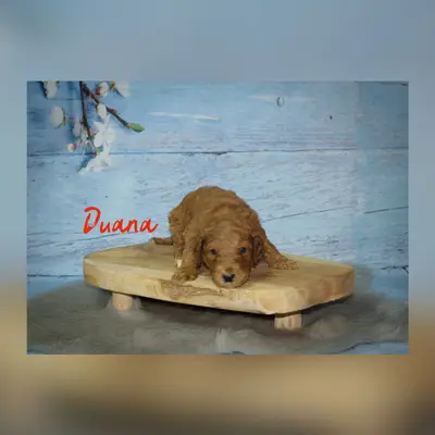 Duana