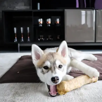 Výchova pomskyho: Tipy na trénink pro začátečníky