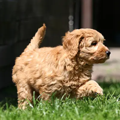 Goldendoodle karakter: Passer racen til dig?