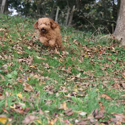 Stouky´s Tibet Terrier – Pudel Züchter, Nordrhein-Westfalen