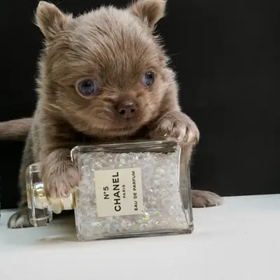 Chihuahua vom Hinkelstein  cover