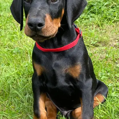 Jomo