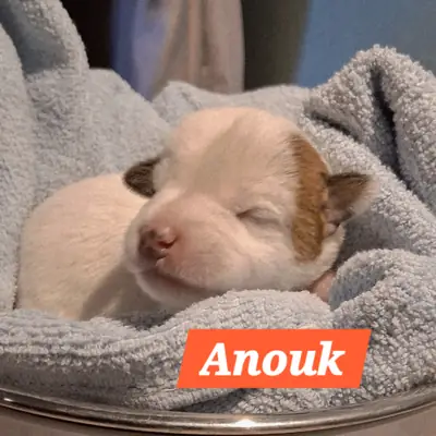 Anouk