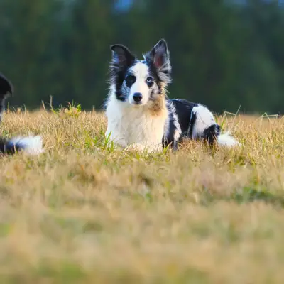 Robert Muttenhammer – Border Collie Züchter, Bayern