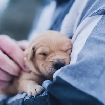 Ce que vous devez prendre en compte avant et après l'achat de votre chien