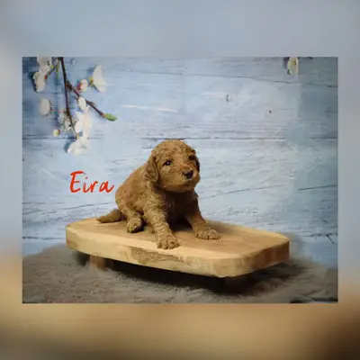 Eira