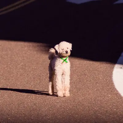 Dog License Germany: Rules in Bavaria for 2026