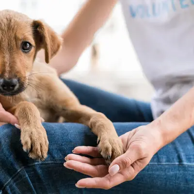 Acheter ou adopter un chien ? Que faut-il prendre en compte ?