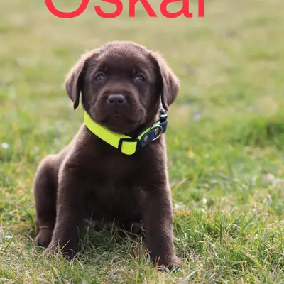 Oskar