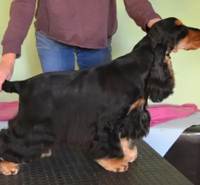 Englische Cocker Spaniels  "vom Moorsbachtal"  Liebhaberzucht seit 1994 – Cocker Spaniel inglés Züchter, Nordrhein-Westfalen