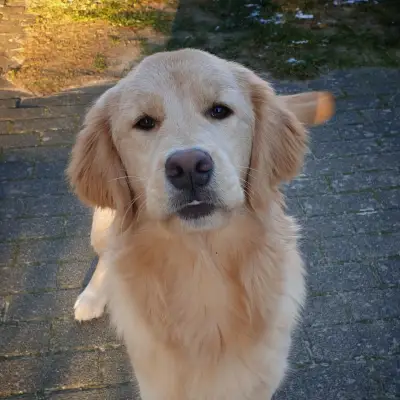 Therapie- und Assistenzhunde von MacGold – Golden Retriever Züchter, Sachsen-Anhalt