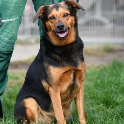 Schäferhund vs. Rottweiler: Hvilken hund passer til dig?