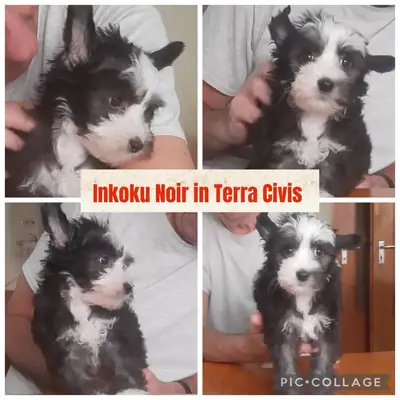 Inko Noir