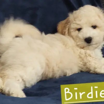 Birdie