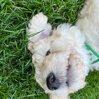 Cooper Junior