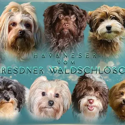 Hundezucht vom Dresdner Waldschlößchen cover