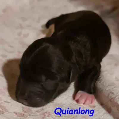 Kirsei-Kra Quianlong