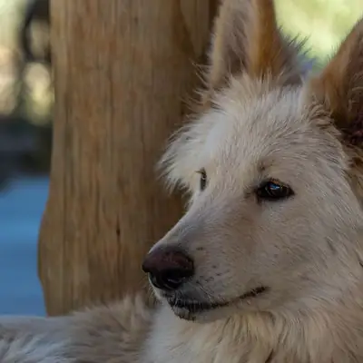 L'umanizzazione del cane nel libro di Achim Gruber