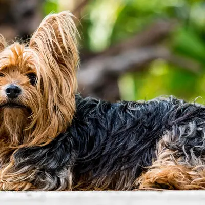 Yorkshire Terrier kaufen: Kosten, Züchter & Tipps [2026]