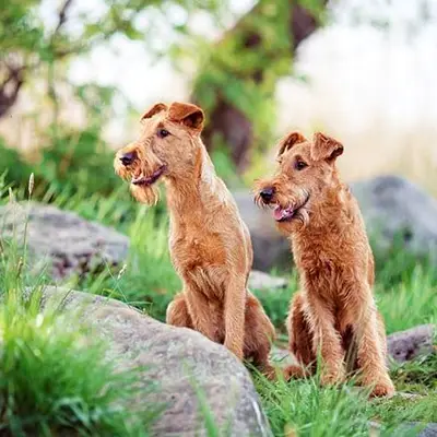 Terrier irlandés: carácter, temperamento y convivencia