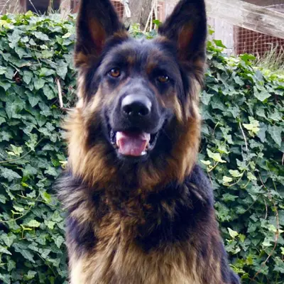 Hundezucht of Mystery Grey , Steiermark