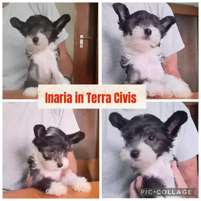 Inaria