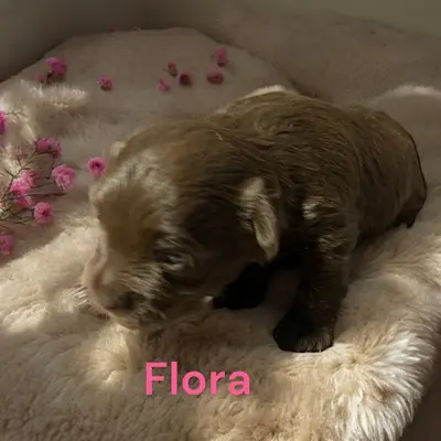 Flora