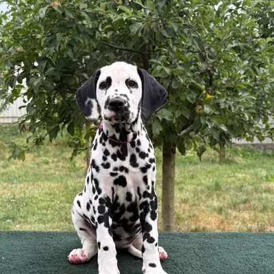 Photo from the breeder