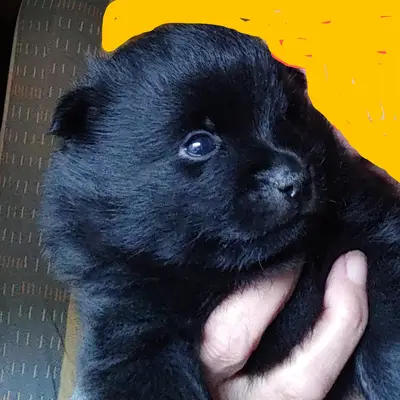 Kylo