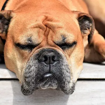 Continental Bulldog (Nationale Rasse) Charakter & Wesen: Passt die Rasse zu dir?