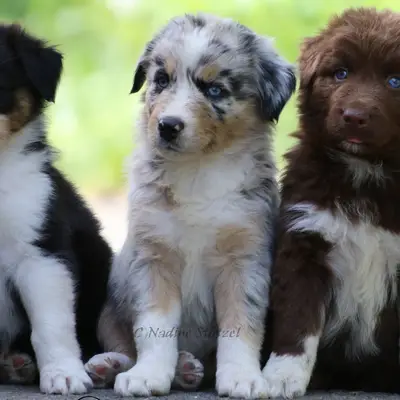 Australian Shepherds vom Purzels-Hof cover