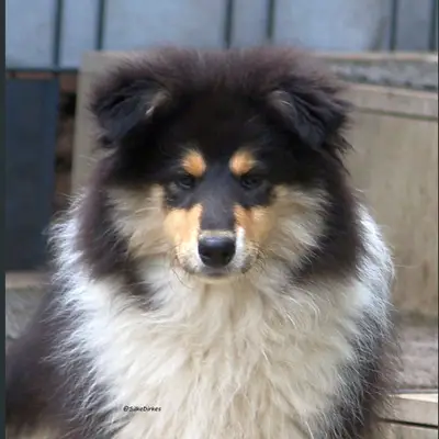 Collies und Shelties von der Sheltiean.de cover
