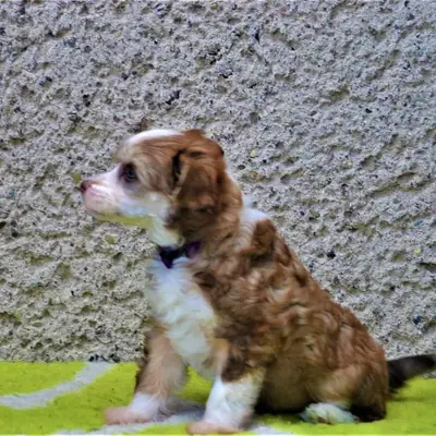 Balu
