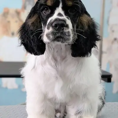 Pandorica (FCI) - Liebhaberzucht seit 2006 – American Cocker Spaniel Züchter, Lower Saxony