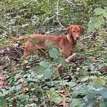 vom Brandberger Obstgarten