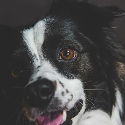 Malattie dei cani di razza: la dura analisi di Achim Gruber